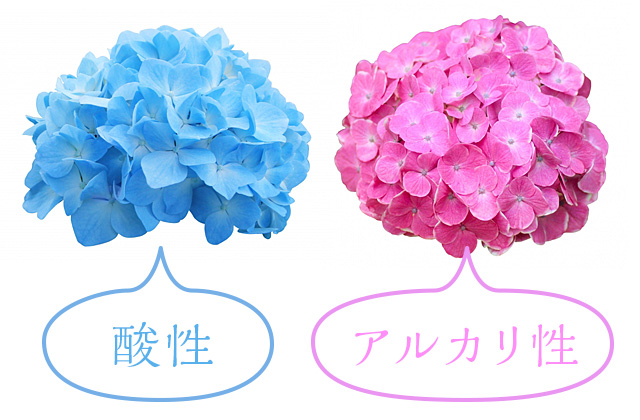 梅雨入りと広告デザインとアジサイの色の関係 広告とホームページ制作のグラッドワークス