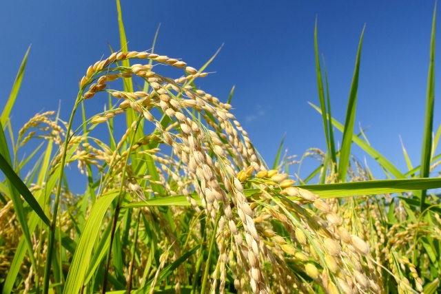 米の収穫イメージ