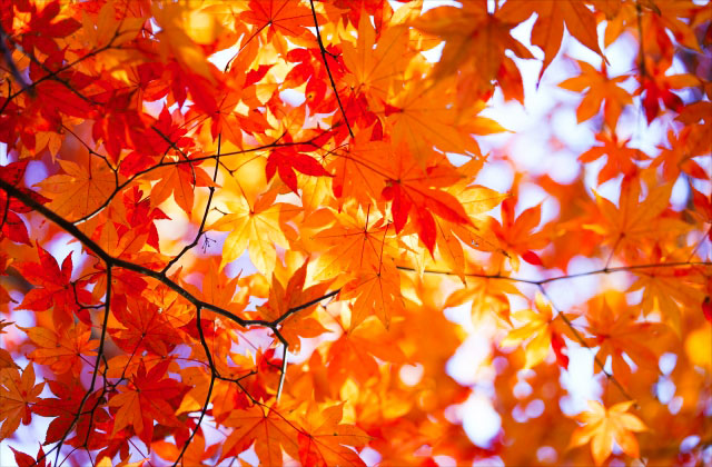 秋の紅葉イメージ